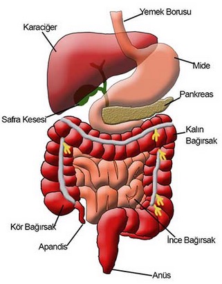 Insanda-Sindirim-Sistemi