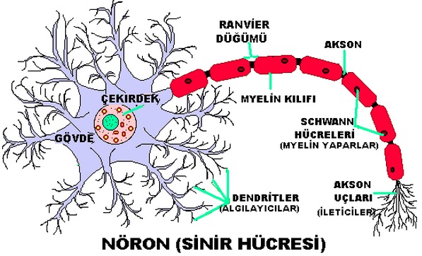 Noron-Sinir-Hucresi