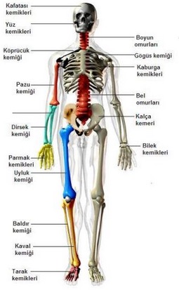 iskelet-bolumleri