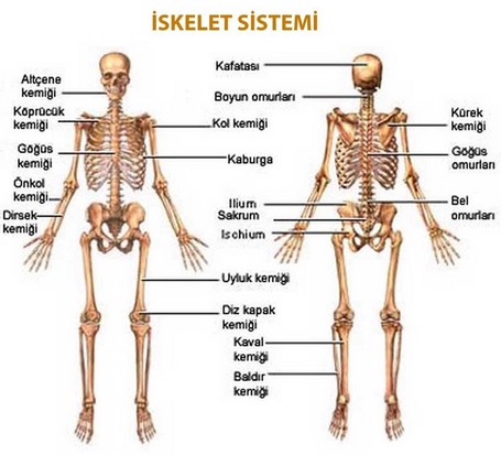 iskelet-sistemi